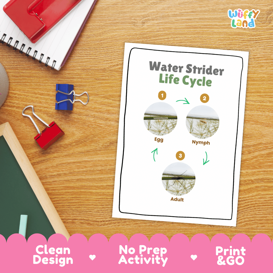Water Strider Life Cycle Poster and Cut and Paste Activity Worksheet
