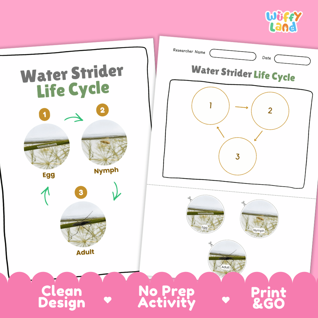 Water Strider Life Cycle Poster and Cut and Paste Activity Worksheet