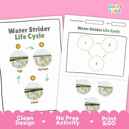 Water Strider Life Cycle Poster and Cut and Paste Activity Worksheet