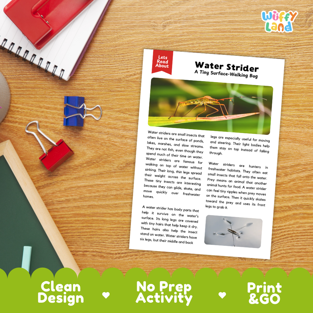 Water Strider Reading Passage and Comprehension Questions with Answer Key