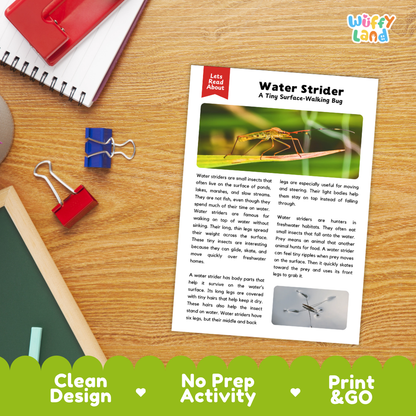 Water Strider Reading Passage and Comprehension Questions with Answer Key