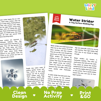 Water Strider Reading Passage and Comprehension Questions with Answer Key