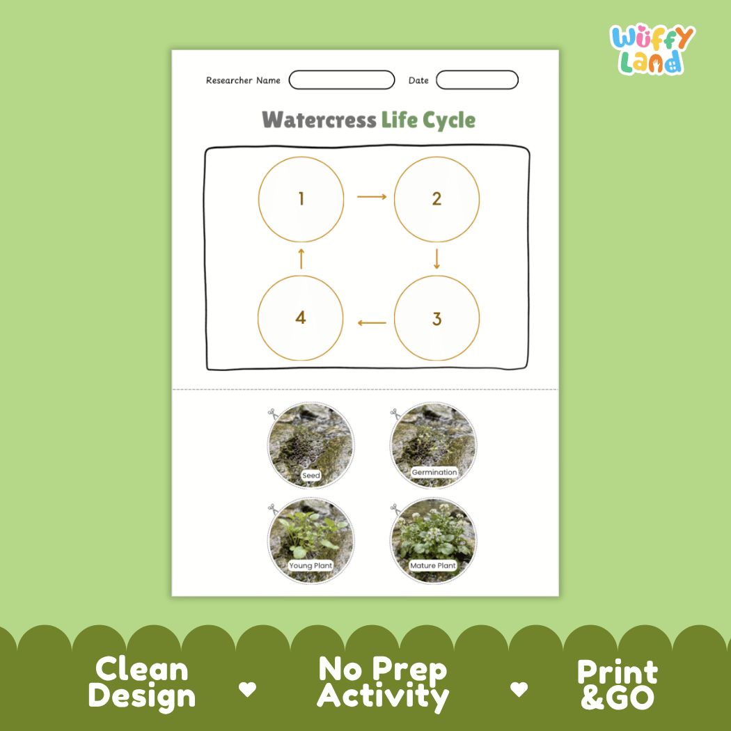 Educational reference poster showing four realistic photo stages of a watercress life cycle including seed, germination, young plant, and mature plant