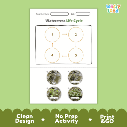 Educational reference poster showing four realistic photo stages of a watercress life cycle including seed, germination, young plant, and mature plant