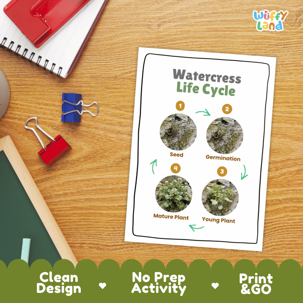 Hands-on cut and paste science worksheet for students to cut real photo tokens and sequence watercress growth stages onto numbered circles