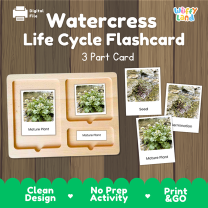 Watercress Life Cycle Flashcard set by Wiffy Land, featuring a wooden 3-part card tray with labeled sections for Mature Plant, Seed, and Termination, shown on a wood-grain background with product callouts.