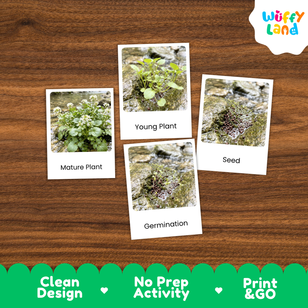 Four educational plant germination cards labeled 'Mature Plant,' 'Young Plant,' 'Seed,' and 'Germination' arranged on a brown wood background, with a 'Wuffy Land' logo in the top right and a green banner at the bottom reading 'Clean Design,' 'No Prep Activity,' and 'Print & GO.'.
