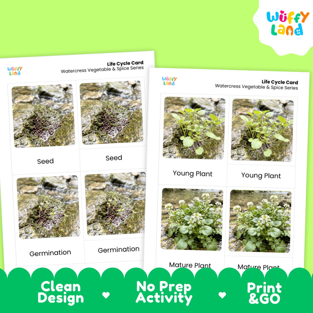 Two printable life cycle cards for watercress vegetable and spice series shown on a bright green background. The cards show labeled photos of seed, young plant, germination, and mature plant stages.
