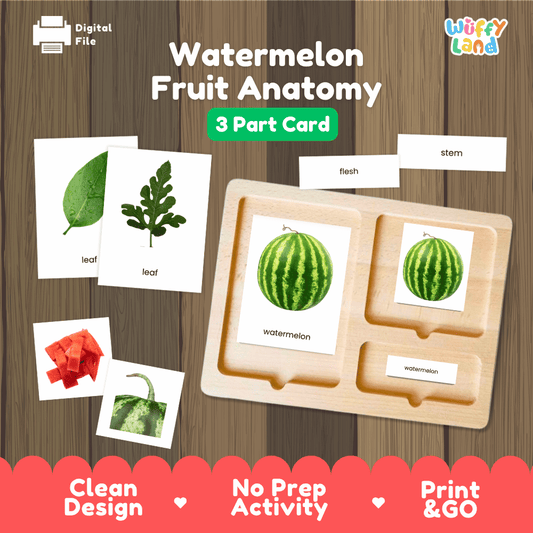 Watermelon Fruit Anatomy Montessori 3-part cards printable botany activity pack overview from Wuffy Land arranged on wooden display tray 🍉🍃
