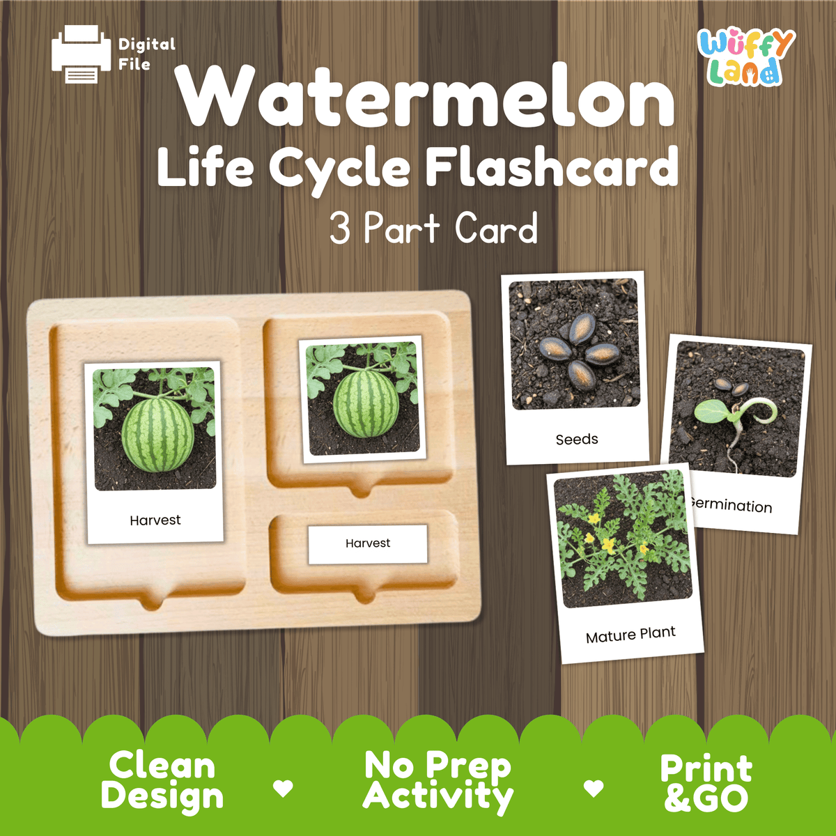 Montessori 3-part nomenclature cards showing authentic photos of watermelon growth stages displayed on a wooden tray 🗂️🏷️
