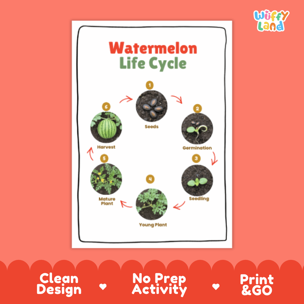 Watermelon Lifecycle Poster and Cut and Paste Activity Worksheets | Plant Science Printables