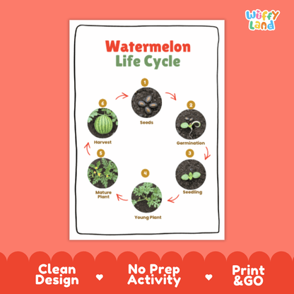 Watermelon Lifecycle Poster and Cut and Paste Activity Worksheets | Plant Science Printables