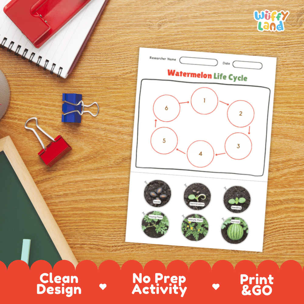 Watermelon Lifecycle Poster and Cut and Paste Activity Worksheets | Plant Science Printables