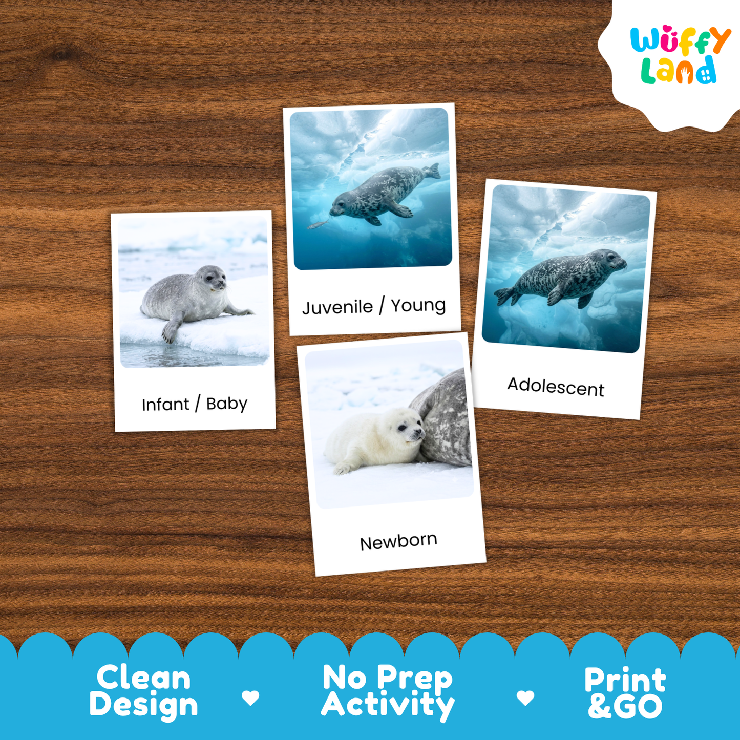 Weddell Seal Life Cycle Flashcard 3 Part Card