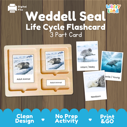 Weddell Seal Life Cycle Flashcard 3 Part Card