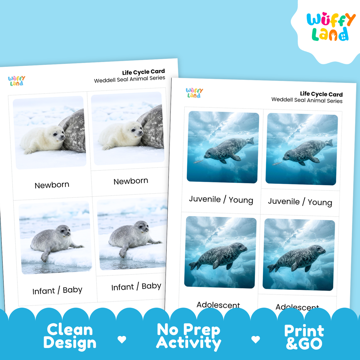Weddell Seal Life Cycle Flashcard 3 Part Card