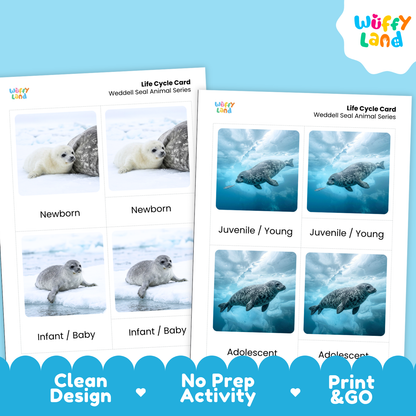 Weddell Seal Life Cycle Flashcard 3 Part Card