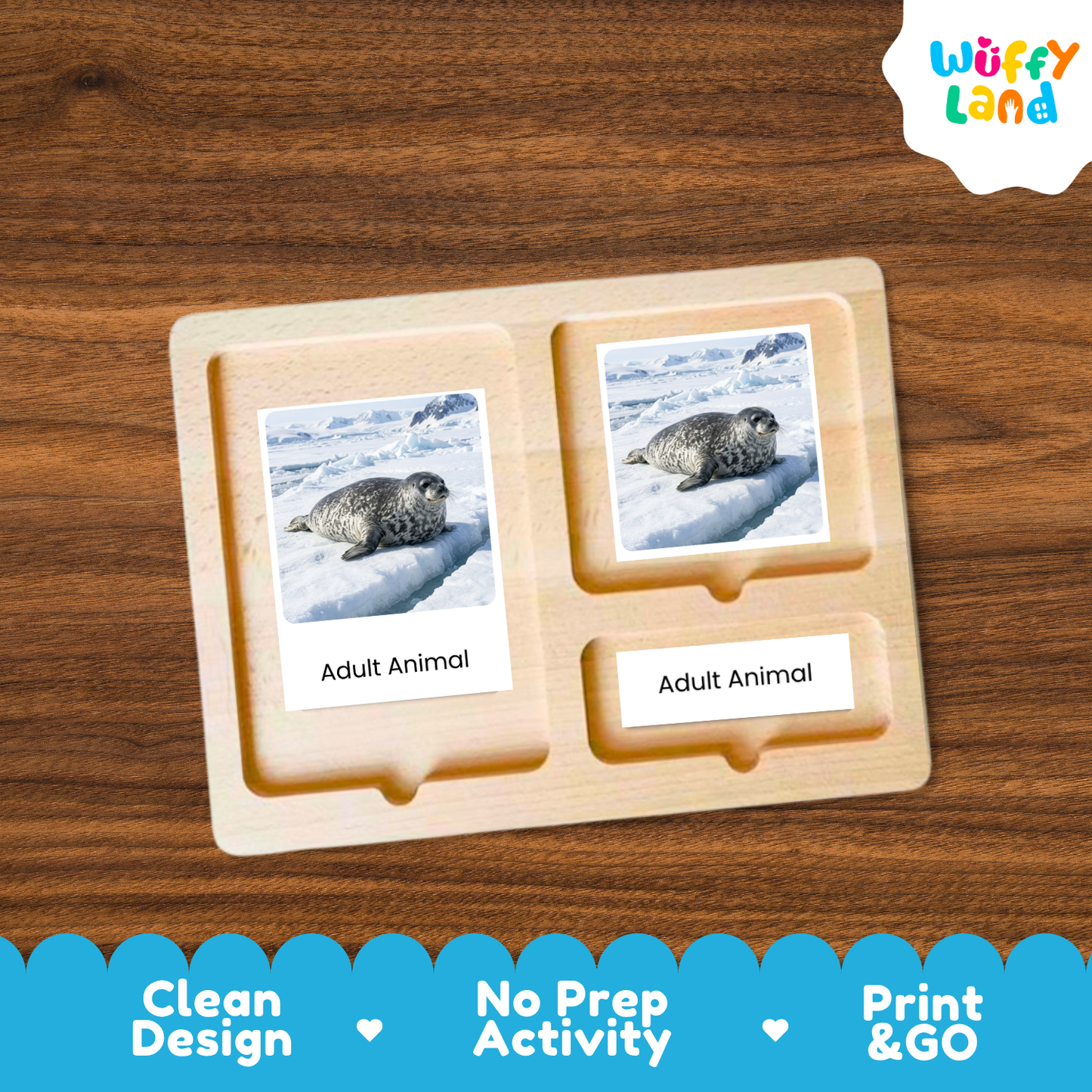 Weddell Seal Life Cycle Flashcard 3 Part Card