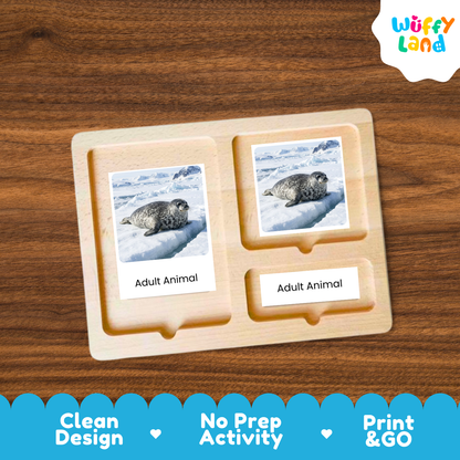 Weddell Seal Life Cycle Flashcard 3 Part Card