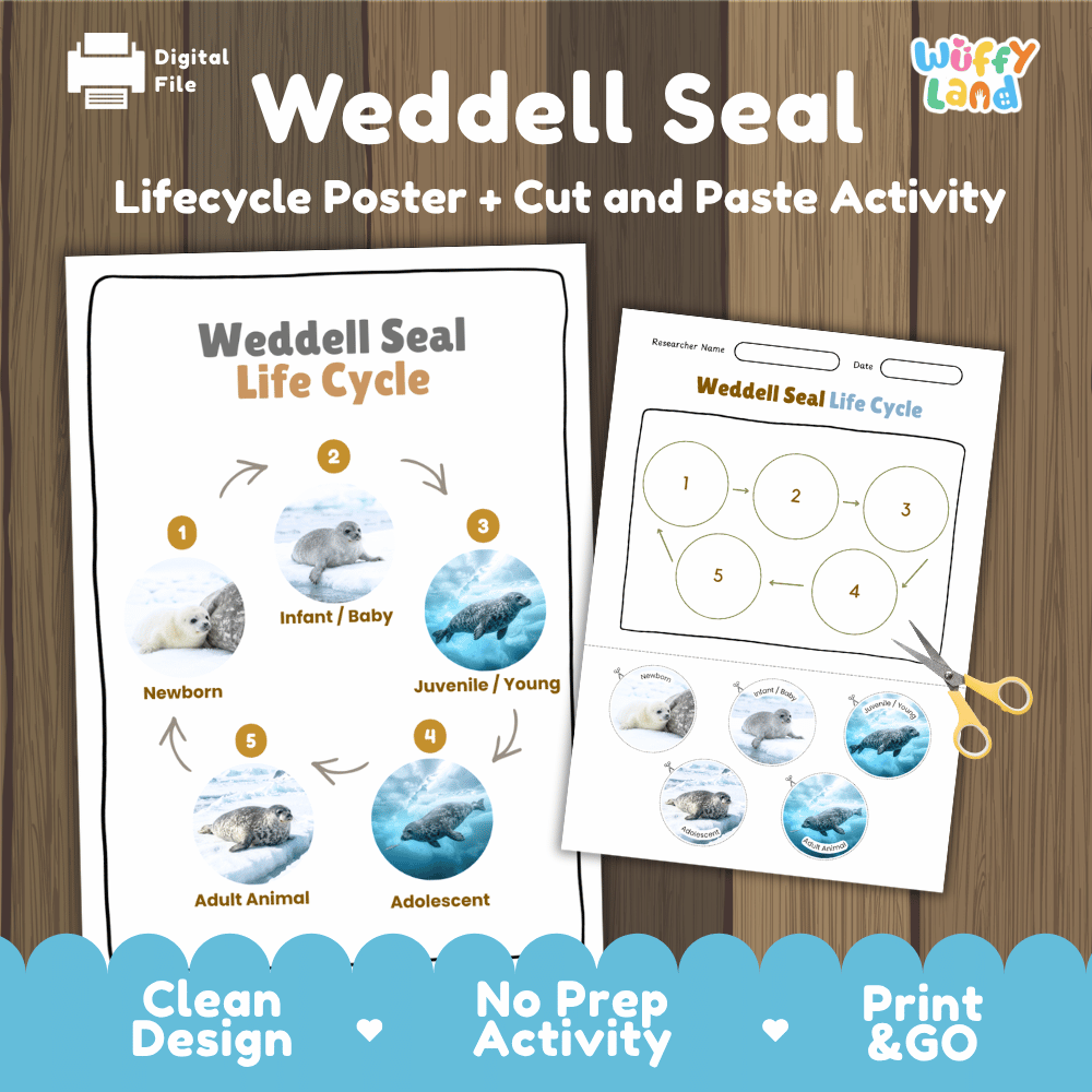 Weddell Seal Life Cycle Poster and Cut and Paste Worksheet Activity