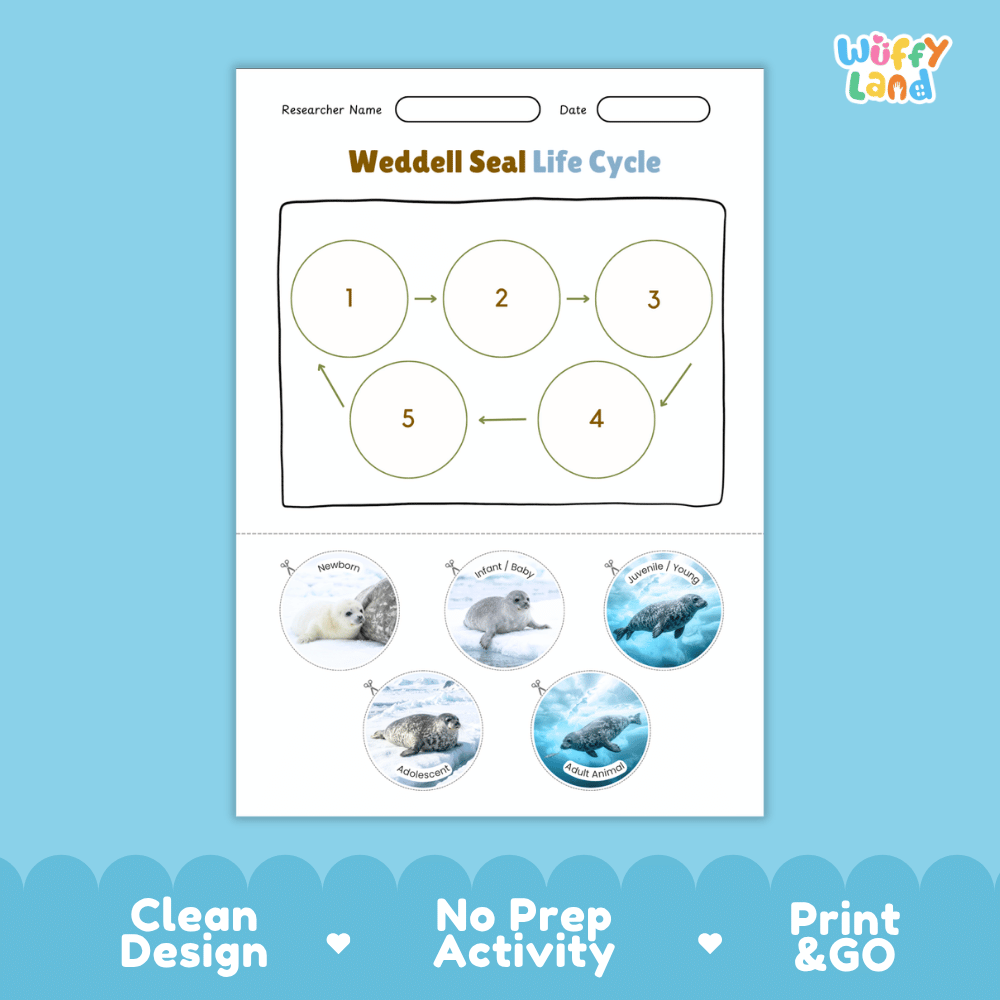 Weddell Seal Life Cycle Poster and Cut and Paste Worksheet Activity