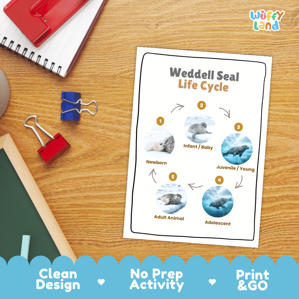 Weddell Seal Life Cycle Poster and Cut and Paste Worksheet Activity
