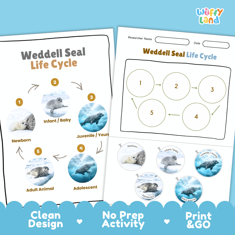 Weddell Seal Life Cycle Poster and Cut and Paste Worksheet Activity