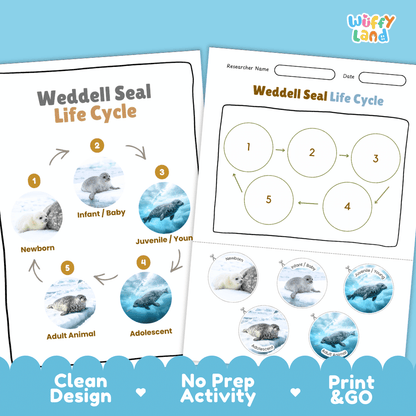 Weddell Seal Life Cycle Poster and Cut and Paste Worksheet Activity