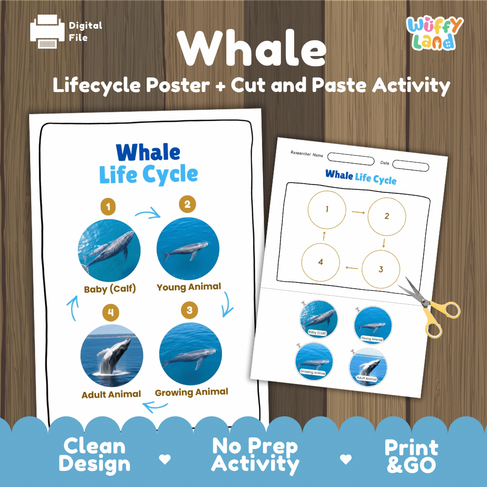 Whale Lifecycle Poster and Cut and Paste Activity Worksheets | Animal Science Printables