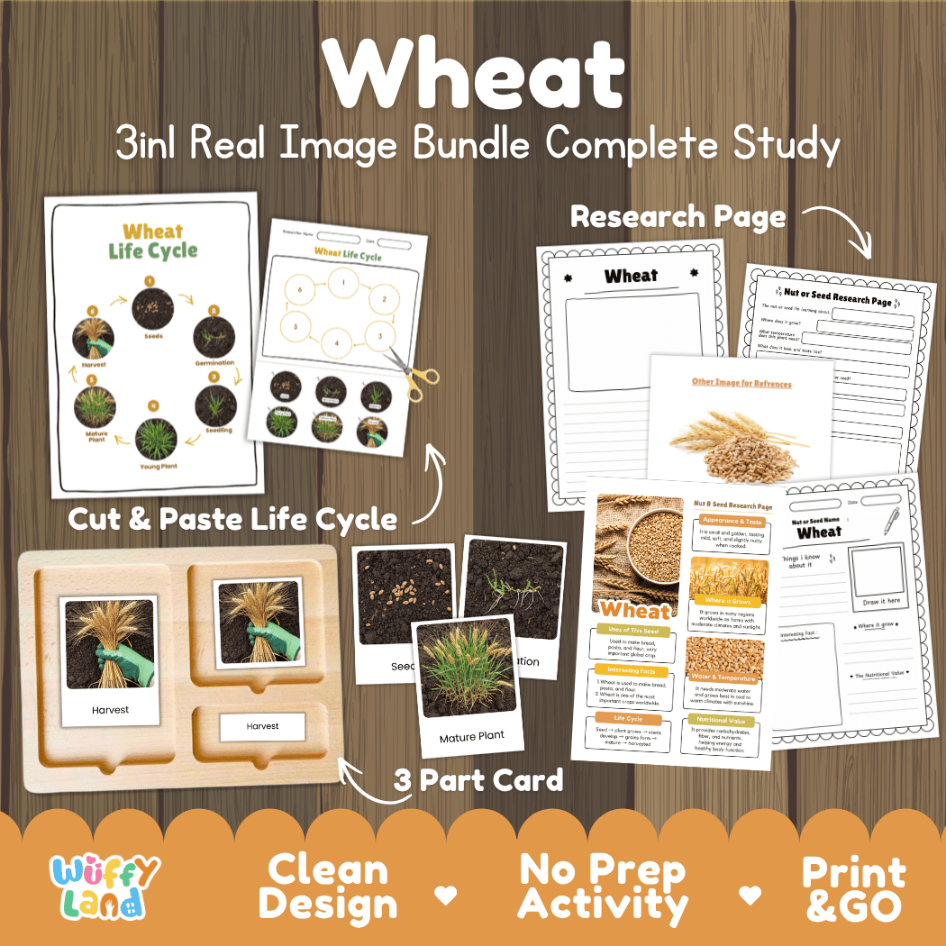 Complete Wheat 3-in-1 real image study bundle featuring cut and paste worksheets, Montessori 3-part cards, and research pages 🌾🌱