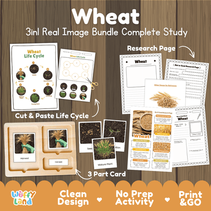 Complete Wheat 3-in-1 real image study bundle featuring cut and paste worksheets, Montessori 3-part cards, and research pages 🌾🌱