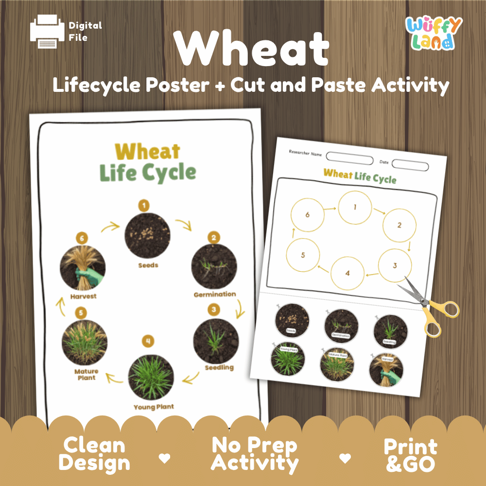 Wheat Lifecycle Poster and Cut and Paste Activity Worksheets | Plant Science Printables