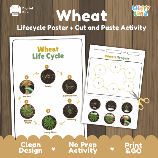 Printable wheat life cycle cut and paste sequencing worksheet with real photography of seeds, germination, seedling, and harvest ✂️🔄