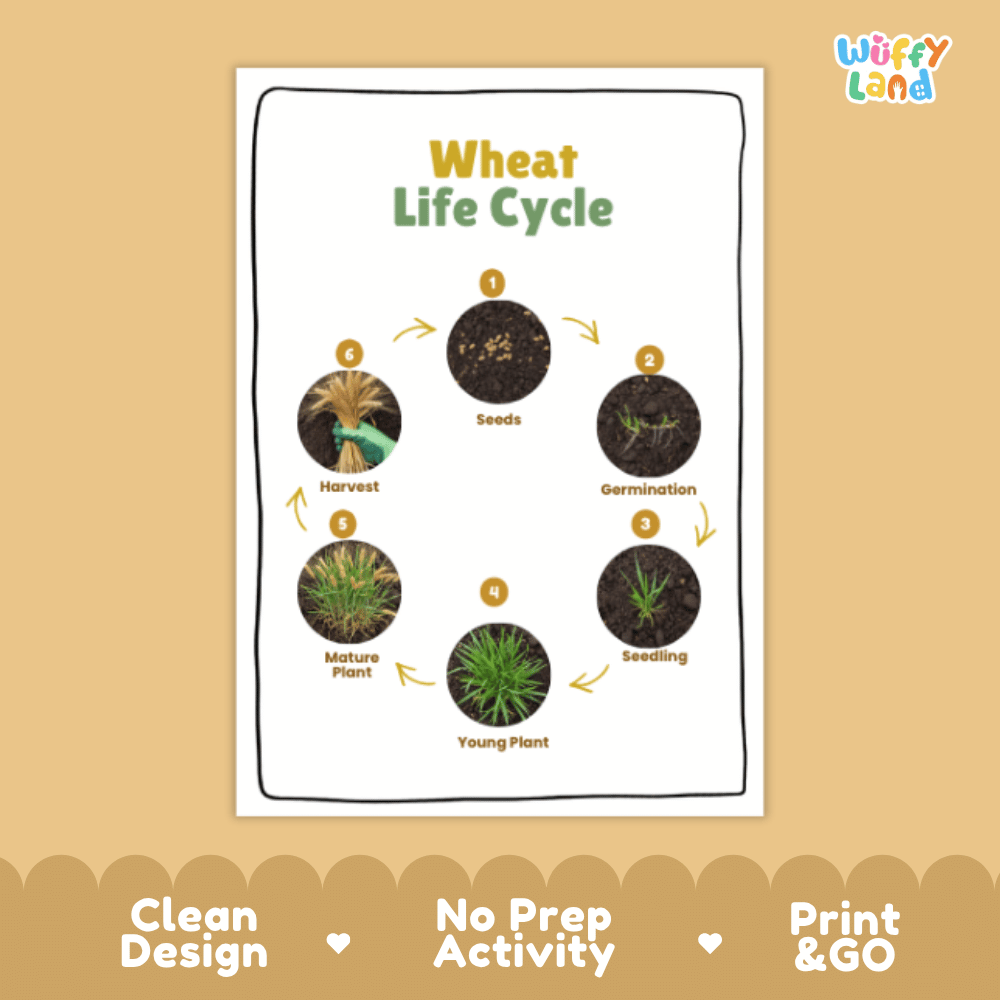 Wheat Lifecycle Poster and Cut and Paste Activity Worksheets | Plant Science Printables