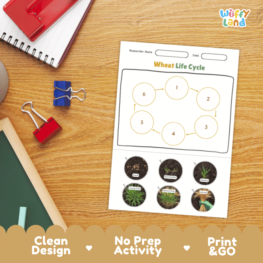 Wheat Lifecycle Poster and Cut and Paste Activity Worksheets | Plant Science Printables