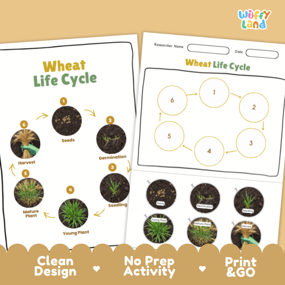 Wheat Lifecycle Poster and Cut and Paste Activity Worksheets | Plant Science Printables