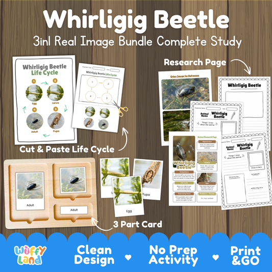 Whirligig beetle 3-in-1 real image bundle complete study cover showing cut and paste life cycle, 3 part cards, and research pages