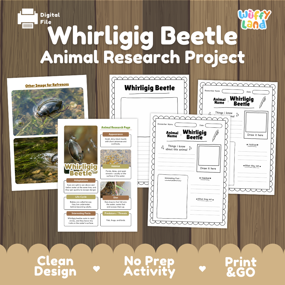 Digital file preview for a 'Whirligig Beetle Animal Research Project' activity sheet set, shown on a wood-grain background with product title text, sample worksheet pages, and feature callouts.