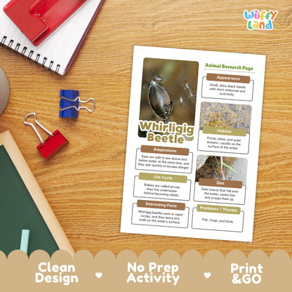 An educational animal research page about the whirligig beetle, printed on a white sheet and placed on a wooden desk with school supplies. The page includes text sections, small inset images, and a colorful title.