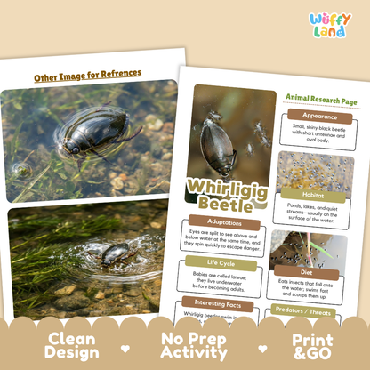 Educational activity sheets about a whirling beetle, shown on a beige background with decorative scalloped borders and the text 'Other Image for References,' 'Animal Research Page,' 'Clean Design,' 'No Prep Activity,' and 'Print & GO.' The sheets include photos of a beetle in water and text boxes describing appearance, habitat, adaptations, life cycle, and interesting facts.