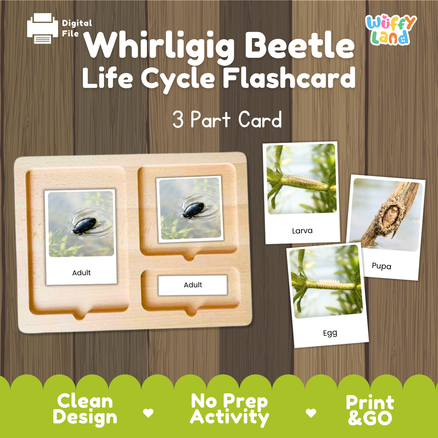 Whirligig Beetle Life Cycle Flashcards | 3 Part Cards Biology Activity
