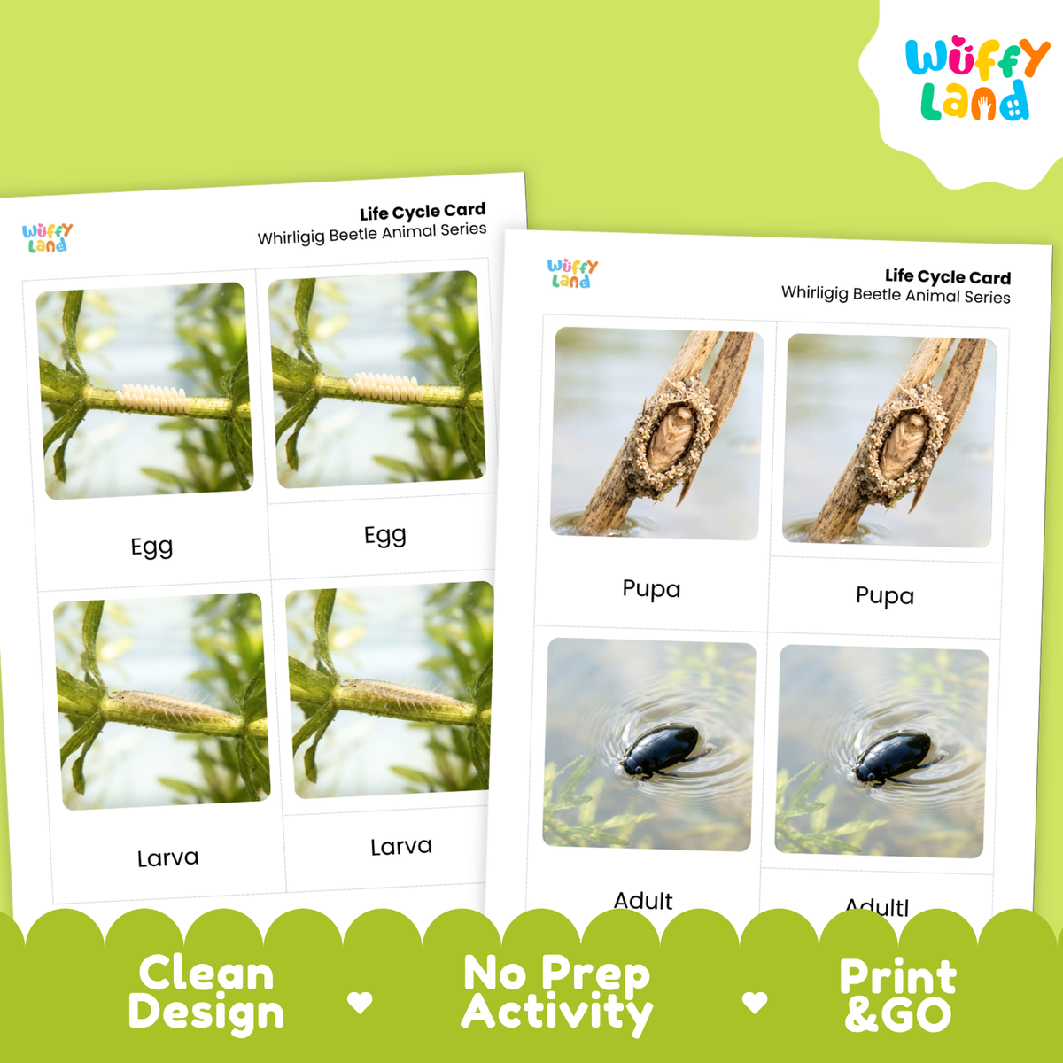 Two printed life cycle cards for a whirigig beetle animal series shown on a bright green background. The cards show labeled photos of egg, larva, pupa, and adult stages, with the Wuffy Land logo visible on the cards and a Wuffy Land logo badge in the top right corner.