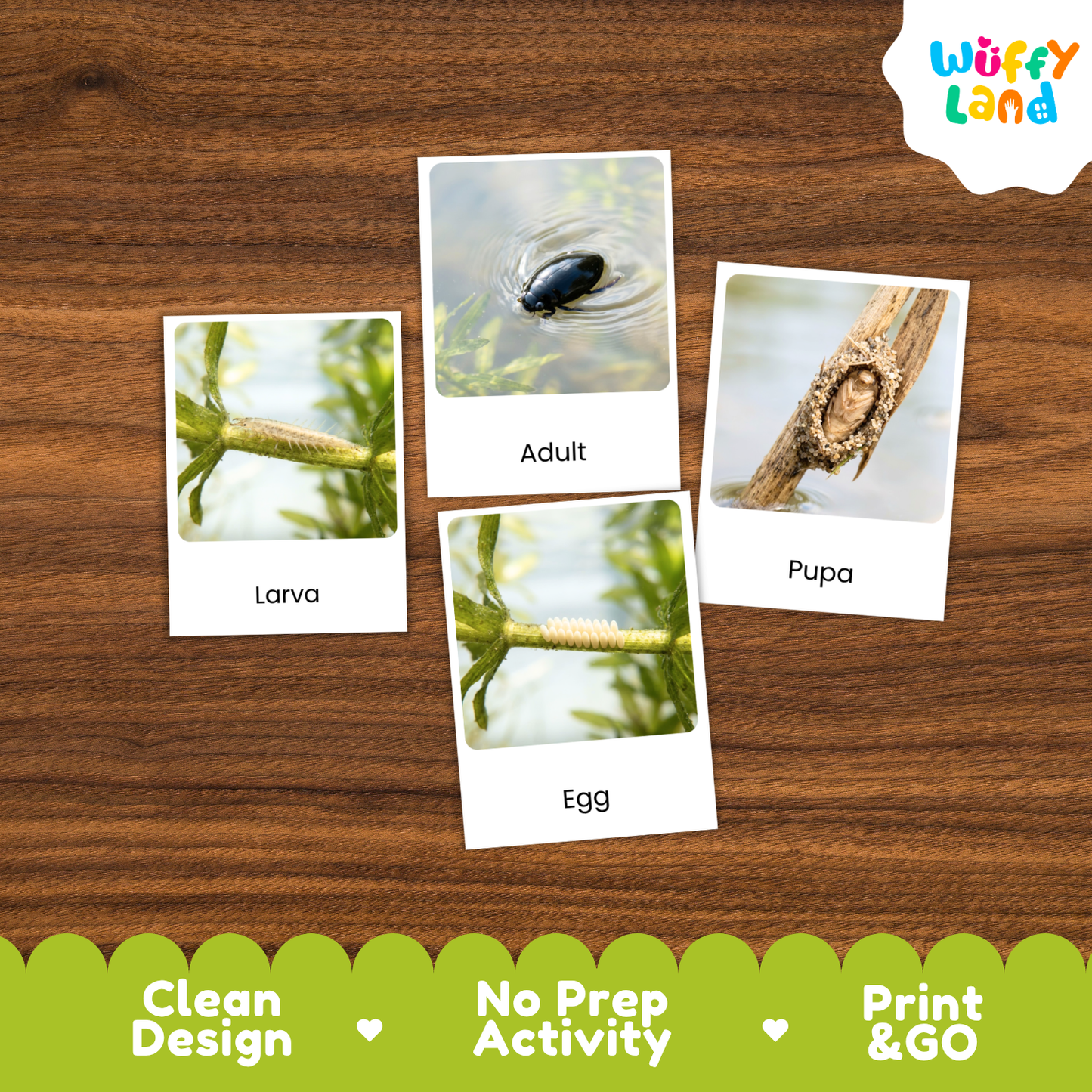 Whirligig Beetle Life Cycle Flashcards | 3 Part Cards Biology Activity