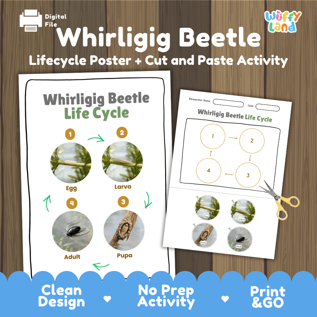 Whirligig Beetle Life Cycle Poster and Cut and Paste Activity Worksheet