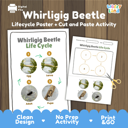 Whirligig Beetle Life Cycle Poster and Cut and Paste Activity Worksheet