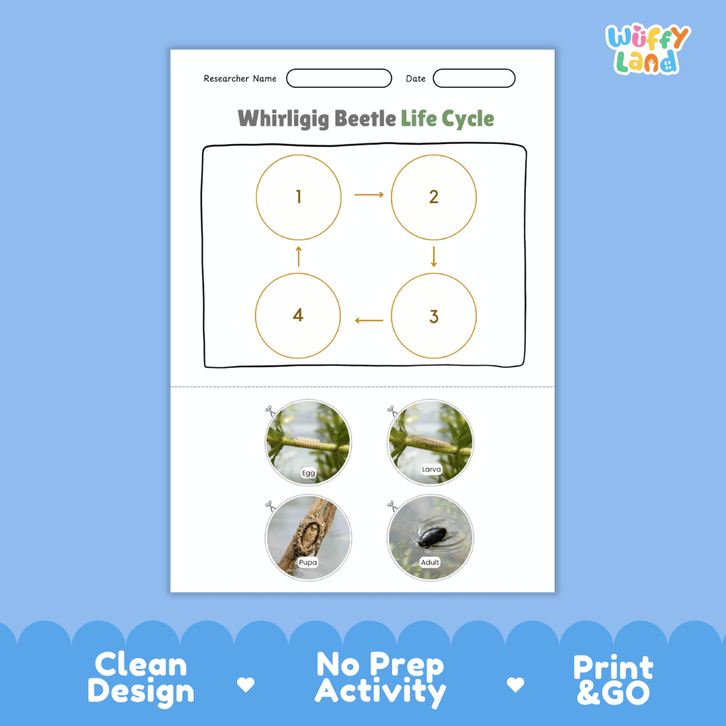 Whirligig Beetle Life Cycle Poster and Cut and Paste Activity Worksheet