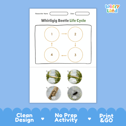 Whirligig Beetle Life Cycle Poster and Cut and Paste Activity Worksheet