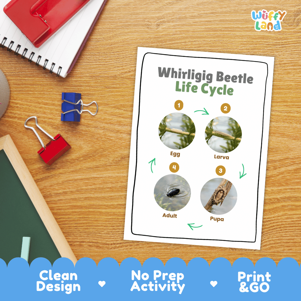 Whirligig Beetle Life Cycle Poster and Cut and Paste Activity Worksheet