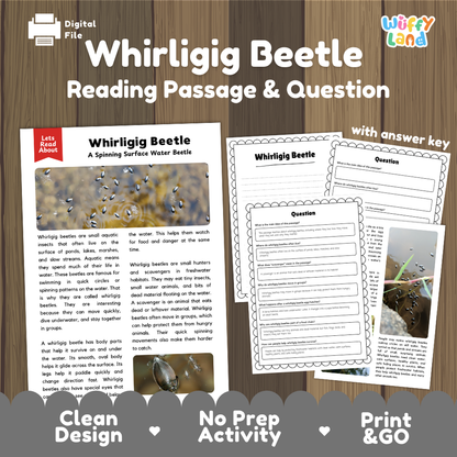 Whirligig Beetle Reading Passage and Questions Worksheets with Answer Key