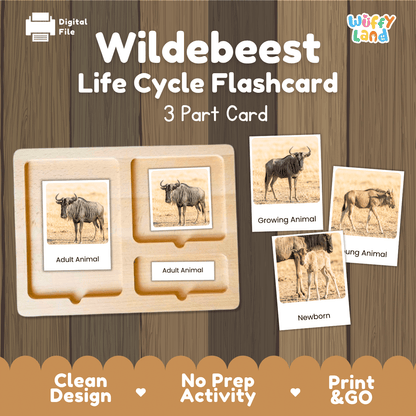 Wildeest Life Cycle Flashcard set by Wiffy Land, featuring a wooden 3-part card tray and sample flashcards showing adult, growing, and newborn wildebeest in a savanna setting, with text highlighting clean design, no prep activity, and print & go use.